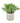 Buxus Plant In Stone Effect Pot