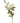 Soft White Cottage Rose Stem