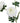 The Natural Garden Collection White Ranunculus