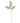 The Natural Garden Collection Maidenhair Fern Stem