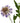 The Natural Garden Collection Purple Scabious Stem