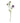 The Natural Garden Collection Purple Scabious Stem