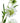 The Natural Garden Collection White Scabious Stem