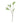 The Natural Garden Collection White Scabious Stem