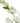 The Natural Garden Collection White Sweetpea Stem