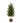 Small Gree Fir Tree In Wood Log